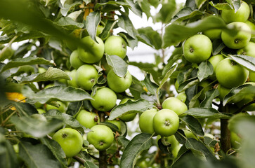 Ripe apples on a tree in a garden. Organic apples hanging from a tree branch in an apple orchard