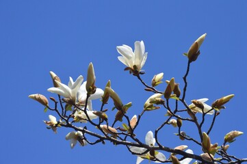 コブシの花