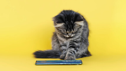 little domestic kitten playing in a smartphone trying to catch a fish. Funny pet and information...