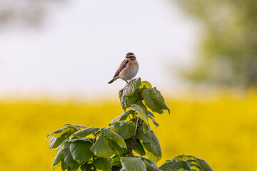 Braunkehlchen vor Rapsfeld