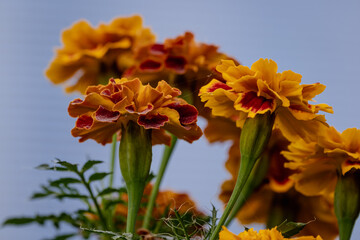 Tagetes patula french marigold in bloom, orange yellow bunch of flowers, green leaves, small shrub