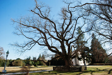 Big tree in Lednice Chateau on sunny autumn day in South Moravia, Czech Republic, Europe.