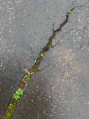 Green plants growing in wet asphalt crack. Concrete crack with plants. New life through concrete jungles
