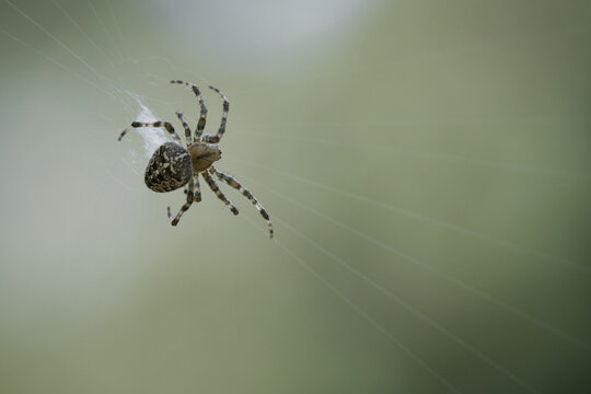 Cross spider in a spider web, lurking for prey. Blurred background