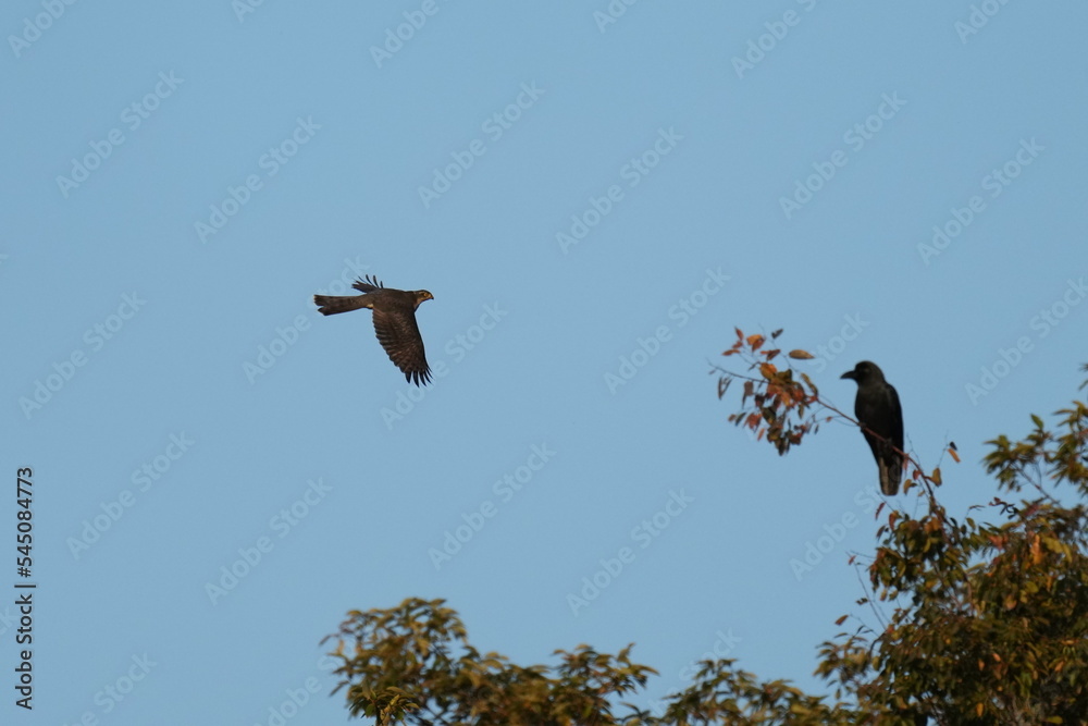 Wall mural eurasian sparrow in flight