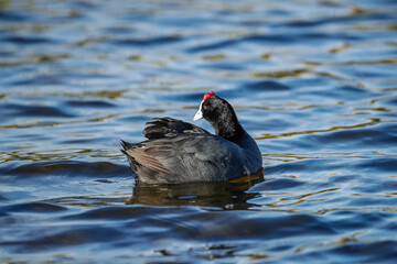 Red knobbed coot in a lake