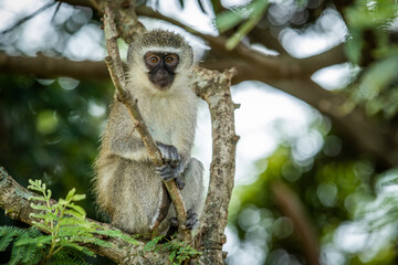 Vervet monkey in a tree