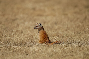 Yellow mongoose in a field