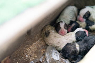 Newborn puppies are nestled together for warmth