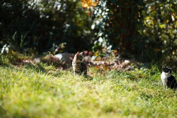 Cat in the grass