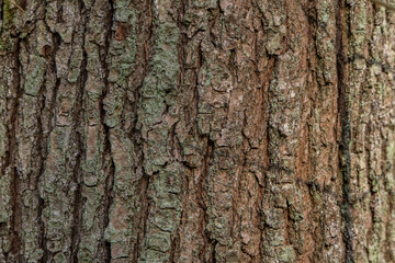 Natural background. Forest landscape. Autumn.