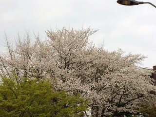 멀리 보이는 벚나무