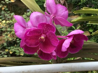 잎이 널찍한 꽃