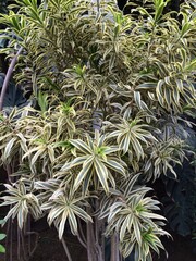 특이하게 생긴 나뭇잎