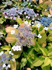 한 가지에서 두 가지 꽃이 피는 식물