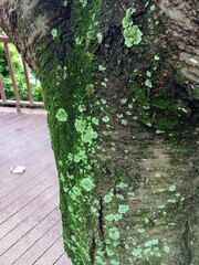 가까이에서 본 이끼 낀 나무