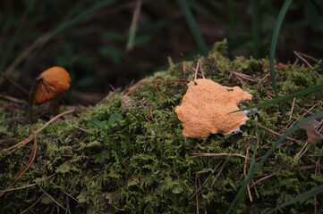 Mushrooms on a moss in the forest. Selective focus.