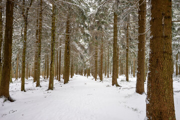 Fototapeta premium Winter in the forest