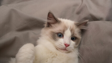 Cute  white fluffy cat. Funny kitty. Ragdoll cat.