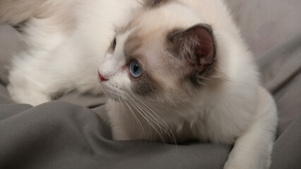 Cute  white fluffy cat. Funny kitty. Ragdoll cat.