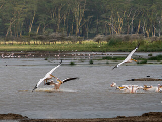 White pelican, Pelecanus onocrotalus, in Lake Kerkini, Greece. Pelicans on blue water surface. Wildlife scene from Europe nature. Bird mountain background. Birds with long orange bills.