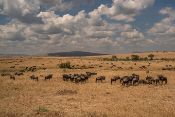 Naklejka na ściany i meble Wildebeest migration, Serengeti National Park, Tanzania, Africa