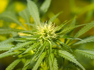leaf plant hemp. cannabis marijuana close up