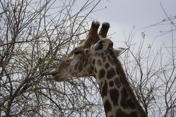 Girafe