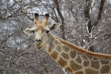 Girafe