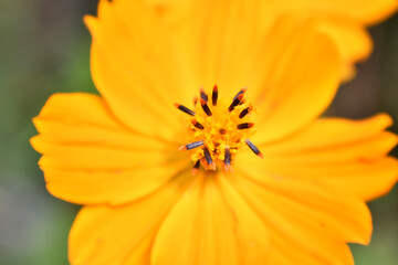 オレンジ色の花　コスモス