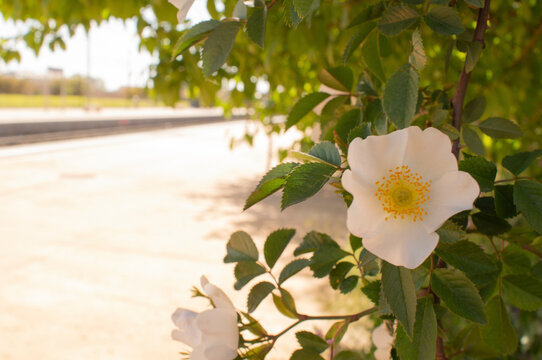 Cherokee rose (Rosa laevigata) native to southern China and Taiwan.