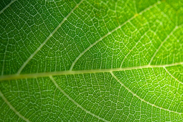Translucent green leaf back lit by bright springtime sun revealing fine cellular structures and veins. Macro close up of surface in shades of green. Organic background as symbol for life. - obrazy, fototapety, plakaty