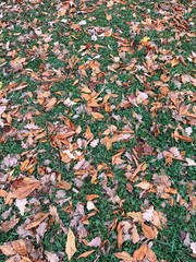 Autumn falling leaves on the ground, natural background