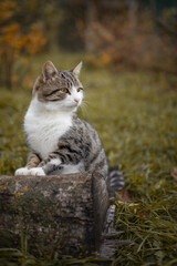 Naklejka na ściany i meble Photo of a brown tabby cat in the autumn garden.