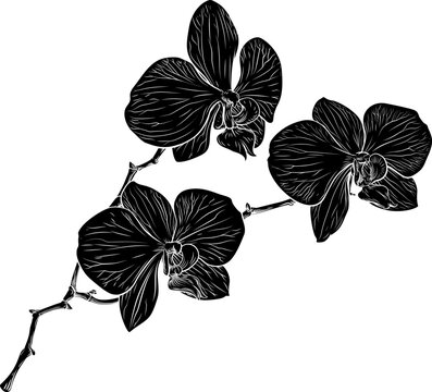 Orchid flower orchids graphic design in vintage woodcut style
