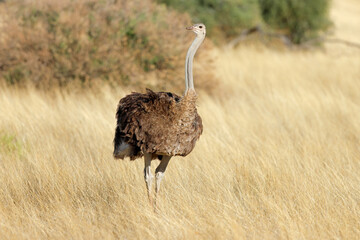 Female ostrich (Struthio camelus) in dry grassland, Kalahari desert, South Africa.