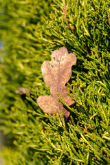 Dry, oak leaf stuck in juniper branches close-up