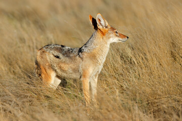 Black-backed jackal (Canis mesomelas) in natural habitat, Kalahari desert, South Africa.