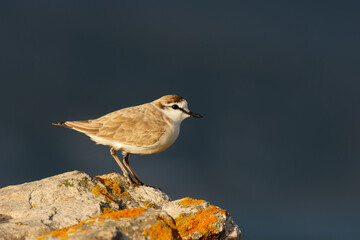 A white-fronted plover (Charadrius marginatus) perched on a coastal rock, South Africa.