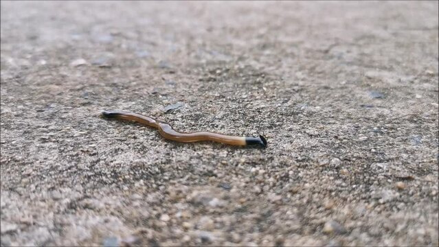 Bipalium moves on the cement floor