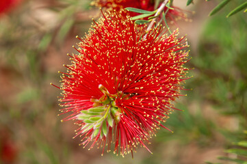 Sydney Australia, melaleuca pearsonii also known as blackdown bottlebrush flowers are red, tipped with yellow