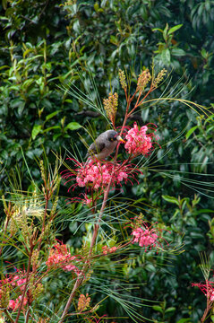 Sydney Australia, native noisy minor honeyeater feeding from the flowers of a pink flowering grevillea bush