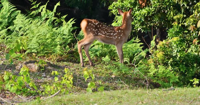 Cute fawn in the forest