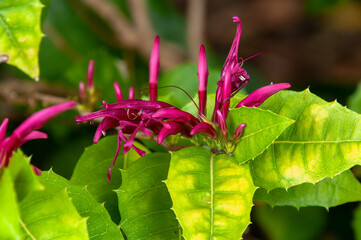 Sydney Australia, flower and leaf of a the native Mount Blackwood Holly