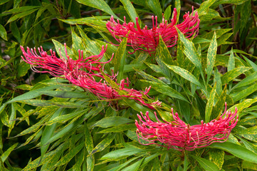 Sydney Australia, flowering dorrigo waratah tree native to NSW and Queensland