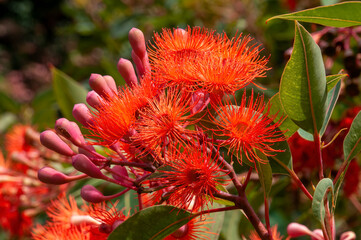 Sydney Australia, flowers and buds of a corymbia ficifolia 'Baby Orange' tree