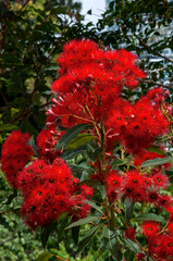 Sydney Australia, red flowering gum tree in bloom