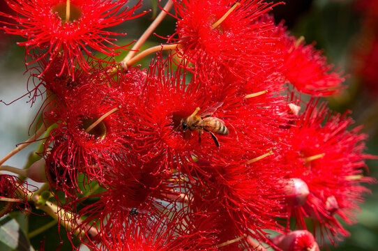 Sydney Australia, bee hovering in red flowers of an Australian native flowering gum tree