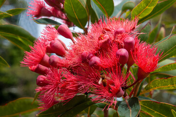 Sydney Australia, pink flowers of a corymbia ficifolia 'Calypso' tree