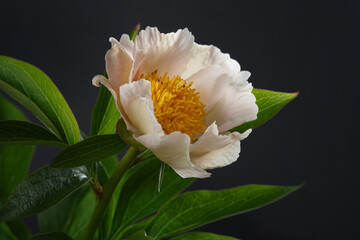 Delicate white peony flower with yellow center isolated on black background.